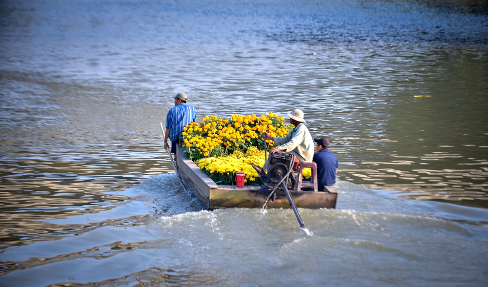 Ngoài đường bộ, hoa còn được vận chuyển từ các làng nghề về TP Cần Thơ bằng đường sông.